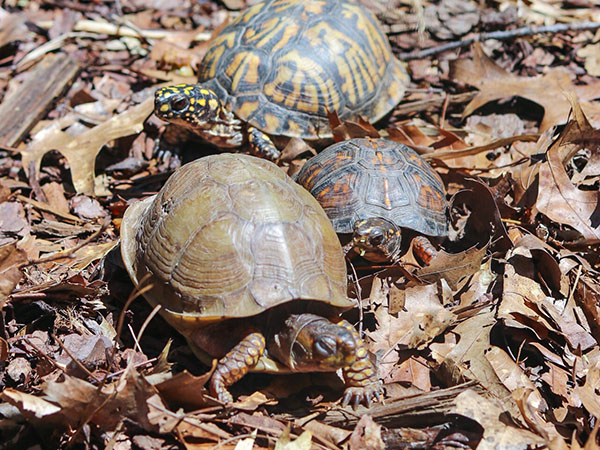 Turtle Sanctuary