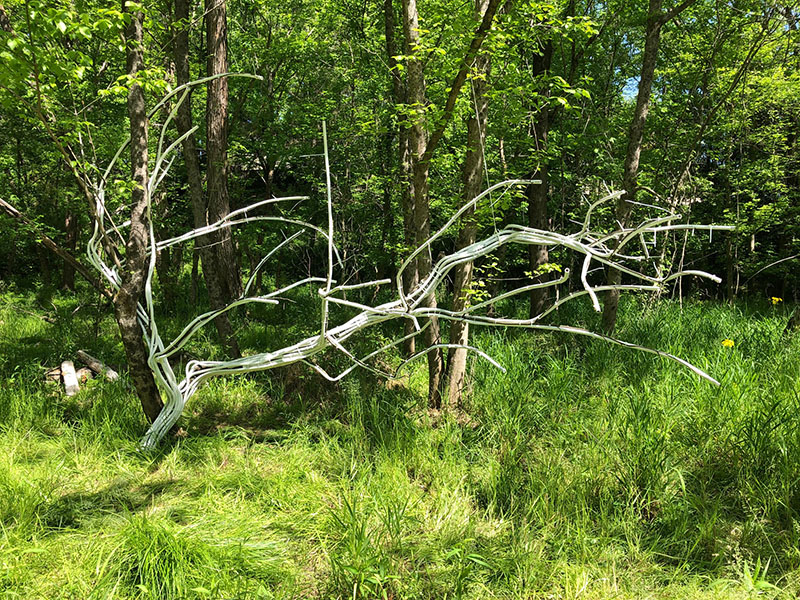 Tree Lines by Gavin Bernard