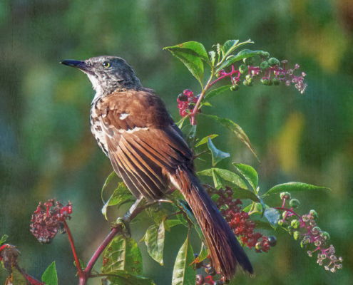 Brown Thrasher